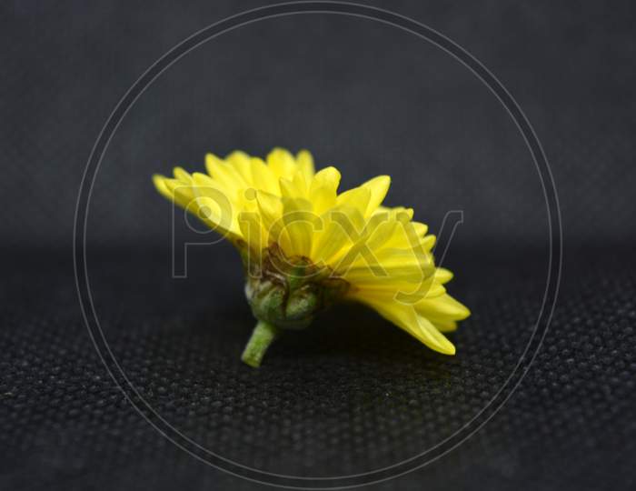 Beautiful cute yellow blooming chrysanthemum located on a black background.