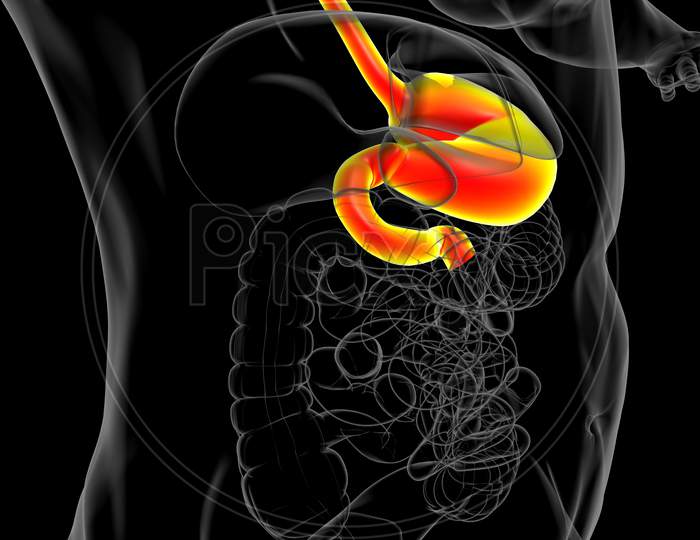 Stomach Anatomy Human Digestive System For Medical Concept 3D Rendering
