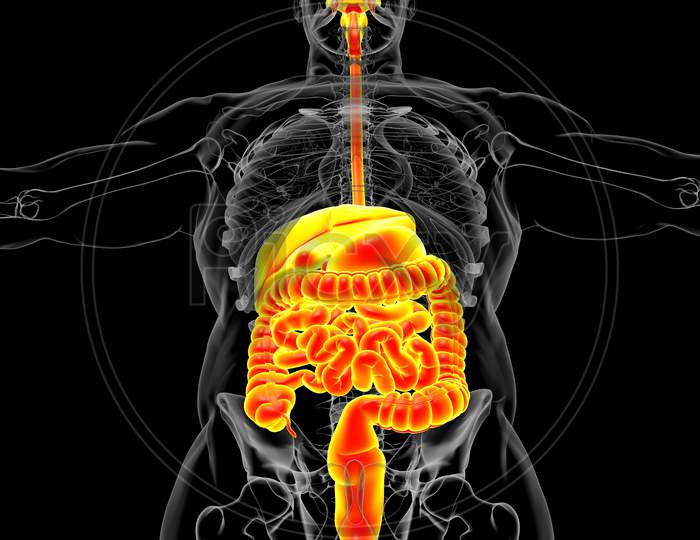 Human Digestive System Anatomy For Medical Concept 3D
