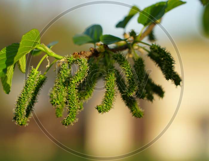 Organic Fresh Flowers Of Mulberry Or Morus In Sun Light. Green Long Fruits Of Shatoot With Attractive Sunlight.