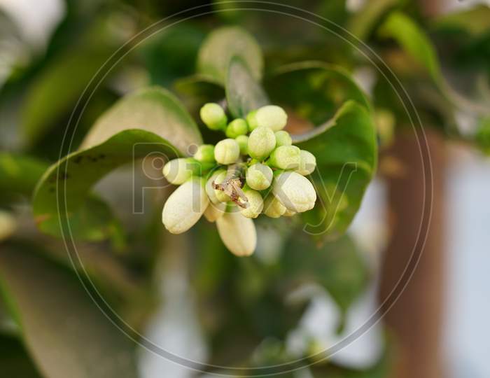 Sprouting Pods Flower Of Lemon Or Citrus Fruit With Green Blurred Background. Round Buds Flower Closeup.