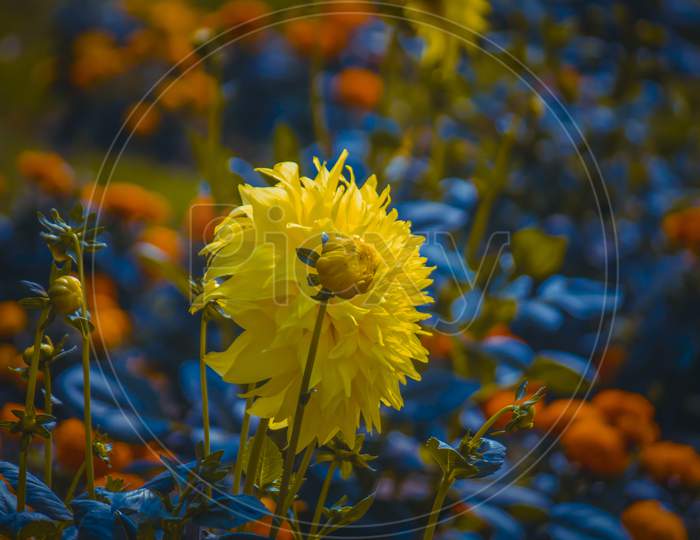 Beautiful Yellow Sunflower In a Garden