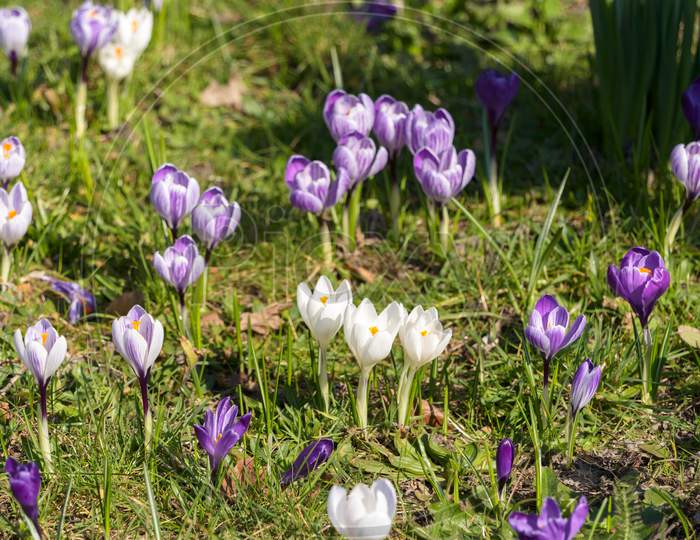 Purple And White Crocuses Flowering In East Grinstead In Wintertime