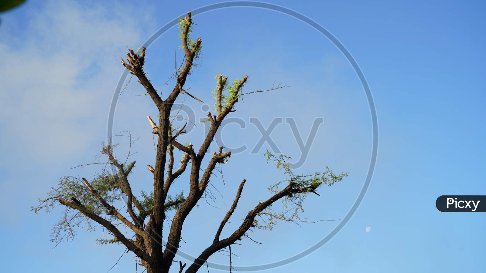 Nature Shot. Beautiful Acacia Tree Or Babool With Attractive Greenish Leaves Closeup. Babool Tree Closeup.