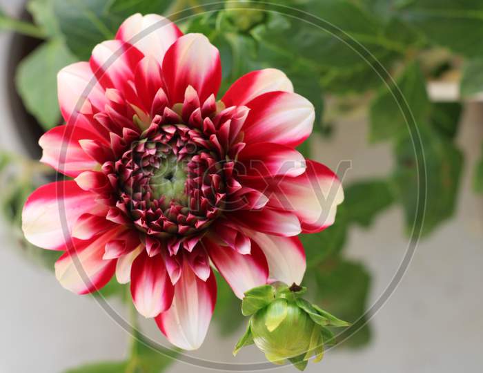Dahlia flower. Seasonal greetings. Beautiful flower background
