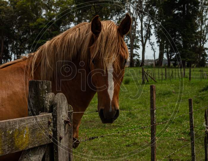 A Brown Horse Standing By A Wooden Gate In The Field. Mammal Animal With Lighter Mane.