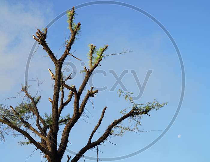 Nature Shot. Beautiful Acacia Tree Or Babool With Attractive Greenish Leaves Closeup. Babool Tree Closeup.