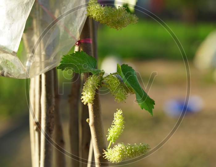 Fresh Green Fruits Of Mulberry Or Morus With Attractive Green Leaves. Edible Shatoot Flowers Closeup With Blurred Background.