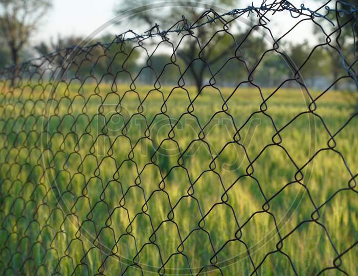 Wire Fence In A Wheat Field To Protect Crops In Villages. Barbwire Marks The Boundary Of Farmland, India.