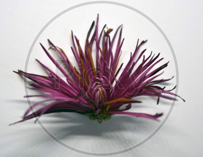 Beautiful bright flowering purple chrysanthemum bud is located on a white background.