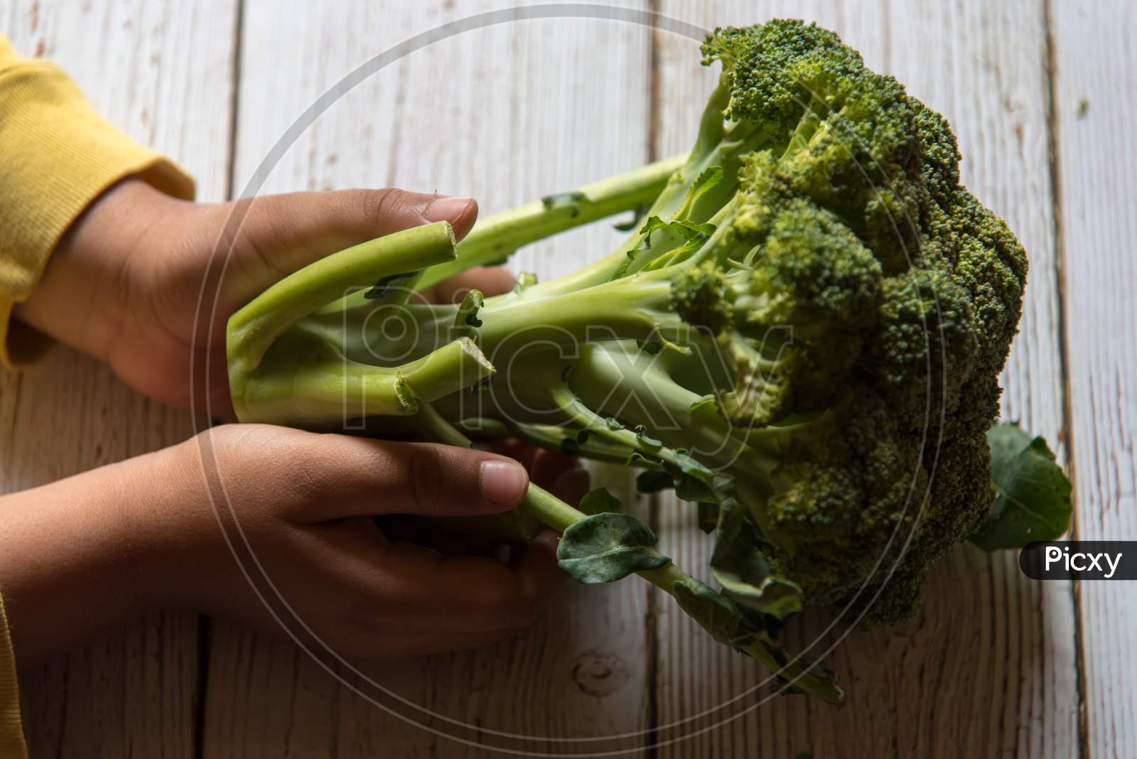Close up of hands holding broccoli