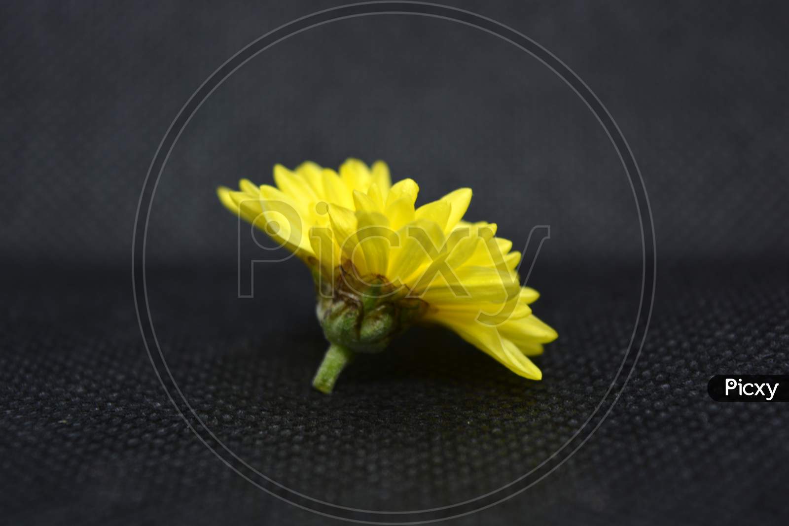 Beautiful cute yellow blooming chrysanthemum located on a black background.