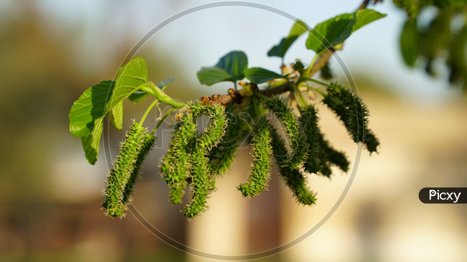 Flowering Natal Flowers Of Shatoot Or Mulberry In Air. Beautiful Long Unripe Green Fruits Flower Of Mulberry Floating In Air.