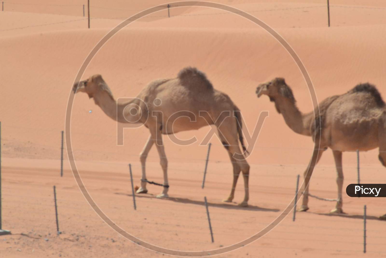 camel walking