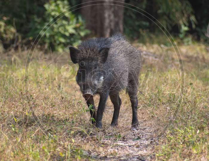wild Boar at Kanha National Park