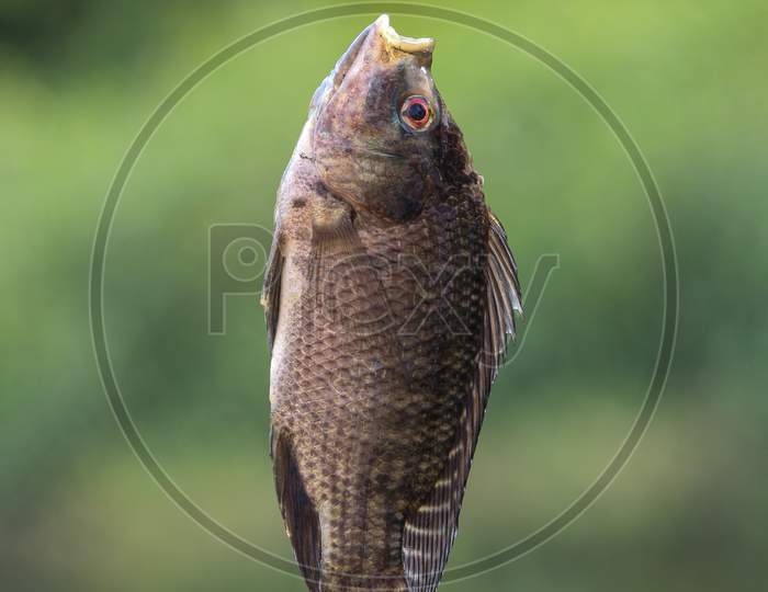 Vertical shot of a crucian carp fish on a green background