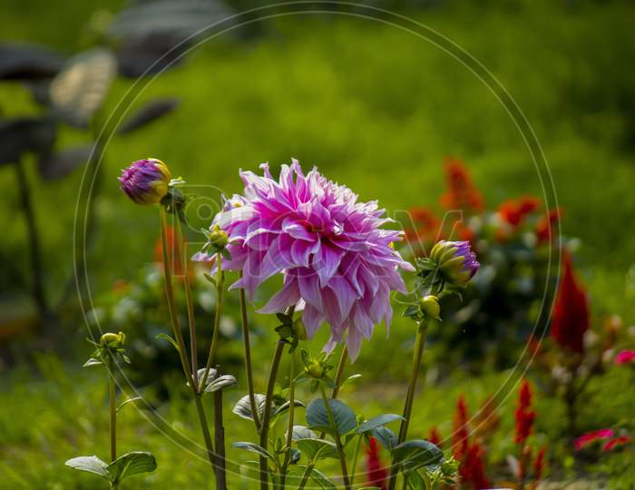 Beautiful Purple Sunflower In A Garden