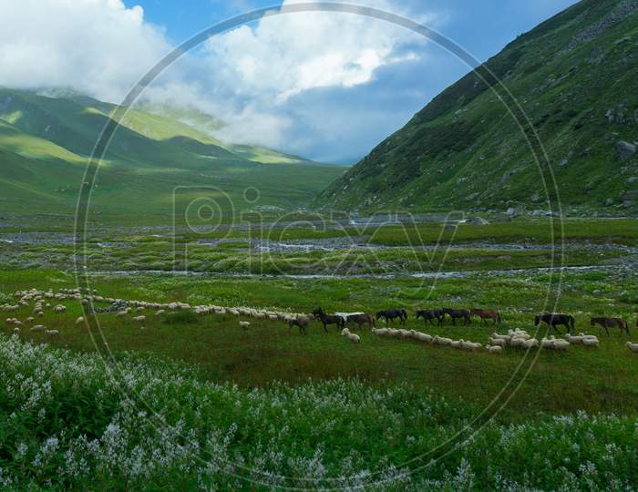 grassland on pin bhaba pass trek in himalayas