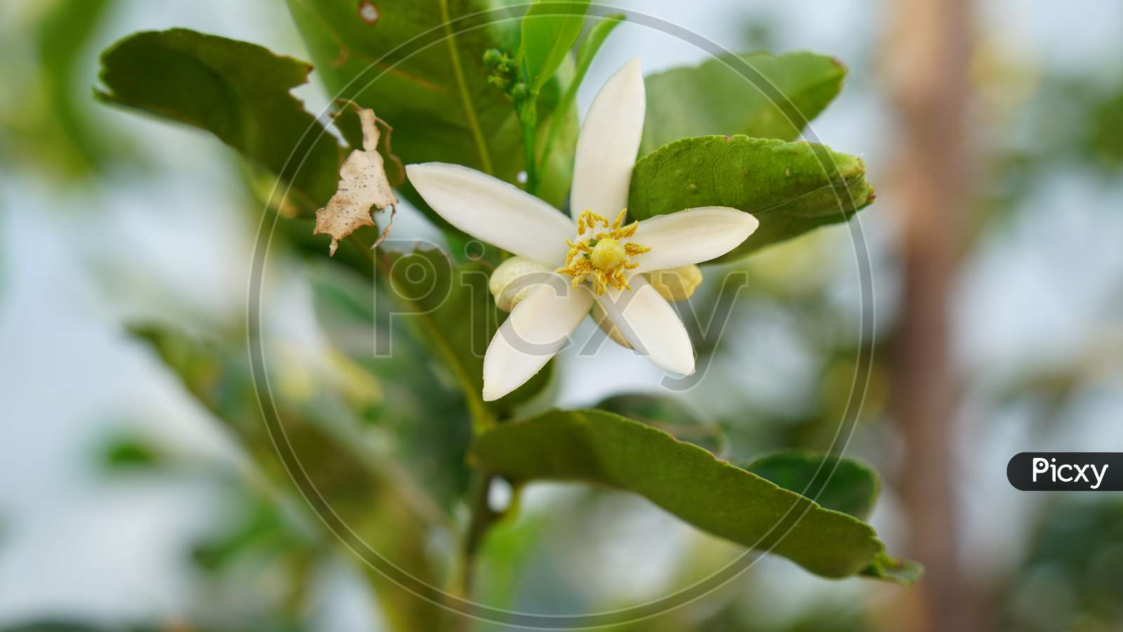 New Originating Flower Natal Of Lemon Or Citrus On A Branch. Aroma Orange Flower Closeup.