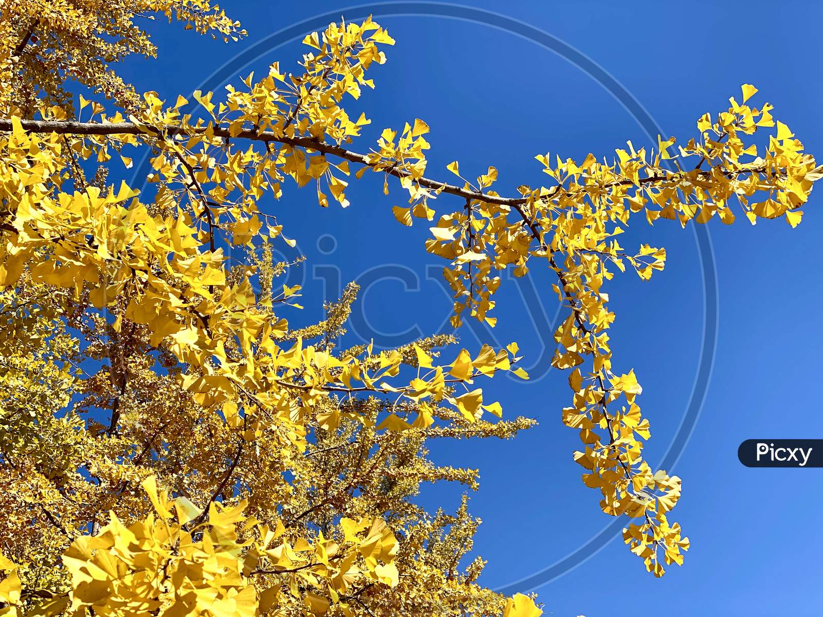 Blue Sky and yellow leaves of Autumn