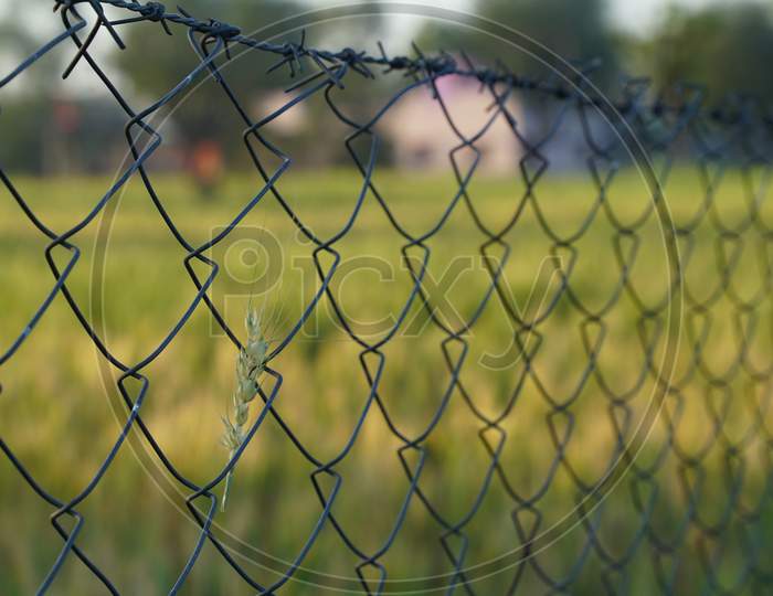 Stylish Iron Fence Outside Of The Field. Bended Net Closeup For The Protection Of Field From Animals. Wire Netting In A Village To Protect The Agriculture Field.
