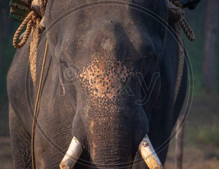 Safari Elephant close up view...