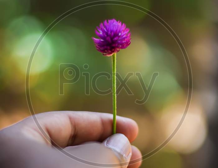 Selective focus shot of a hand holding a beautiful purple clover
