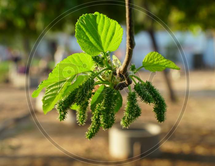 Mulberry Fruit And Green Leaves Closeup. Fresh Morus Plant Closeup With Attractive Leaves.