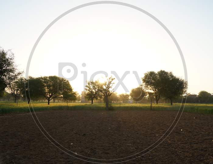 Sharp Shining Golden Rays Through Trees. Sunrise View On Agriculture Field With Attractive Golden Rays And Sunbeams.