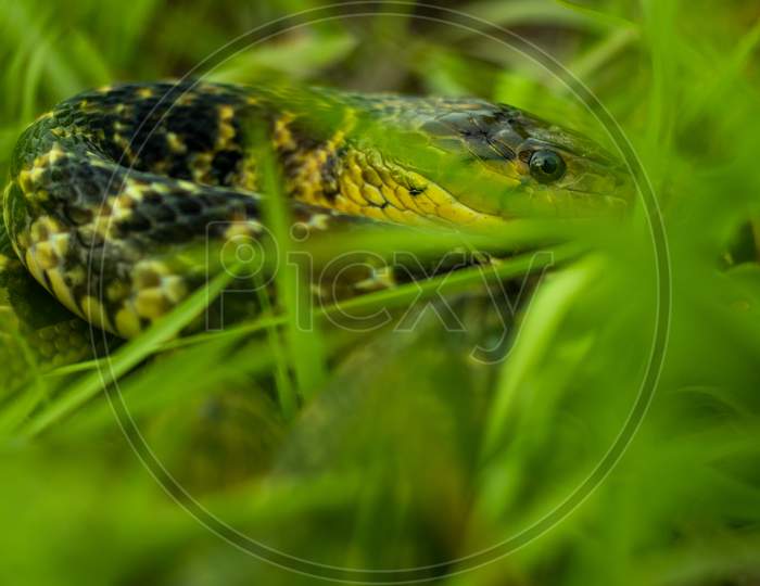 The Buff Striped Keelback Snake Sitting Rounded In The Grass And Hiding