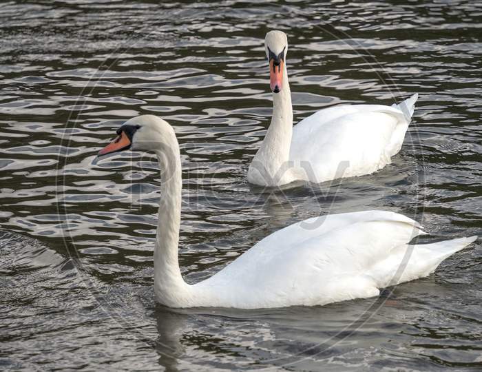 Mute Swans On Tilgate Park Lake In Crawley