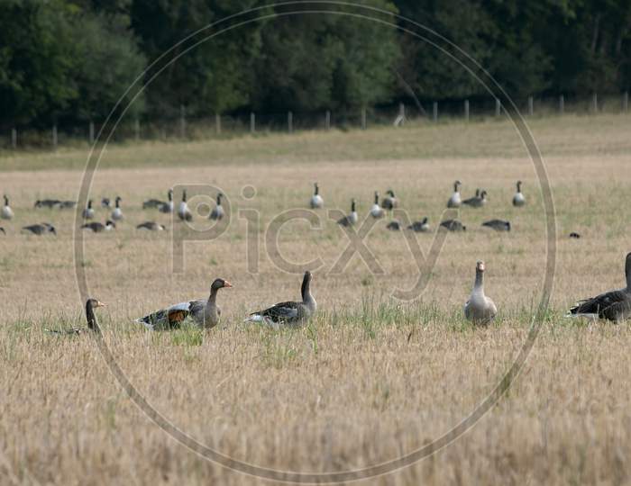 Greylag Geese (Anser Anser) Resting In A Recently Harvested Wheat Field