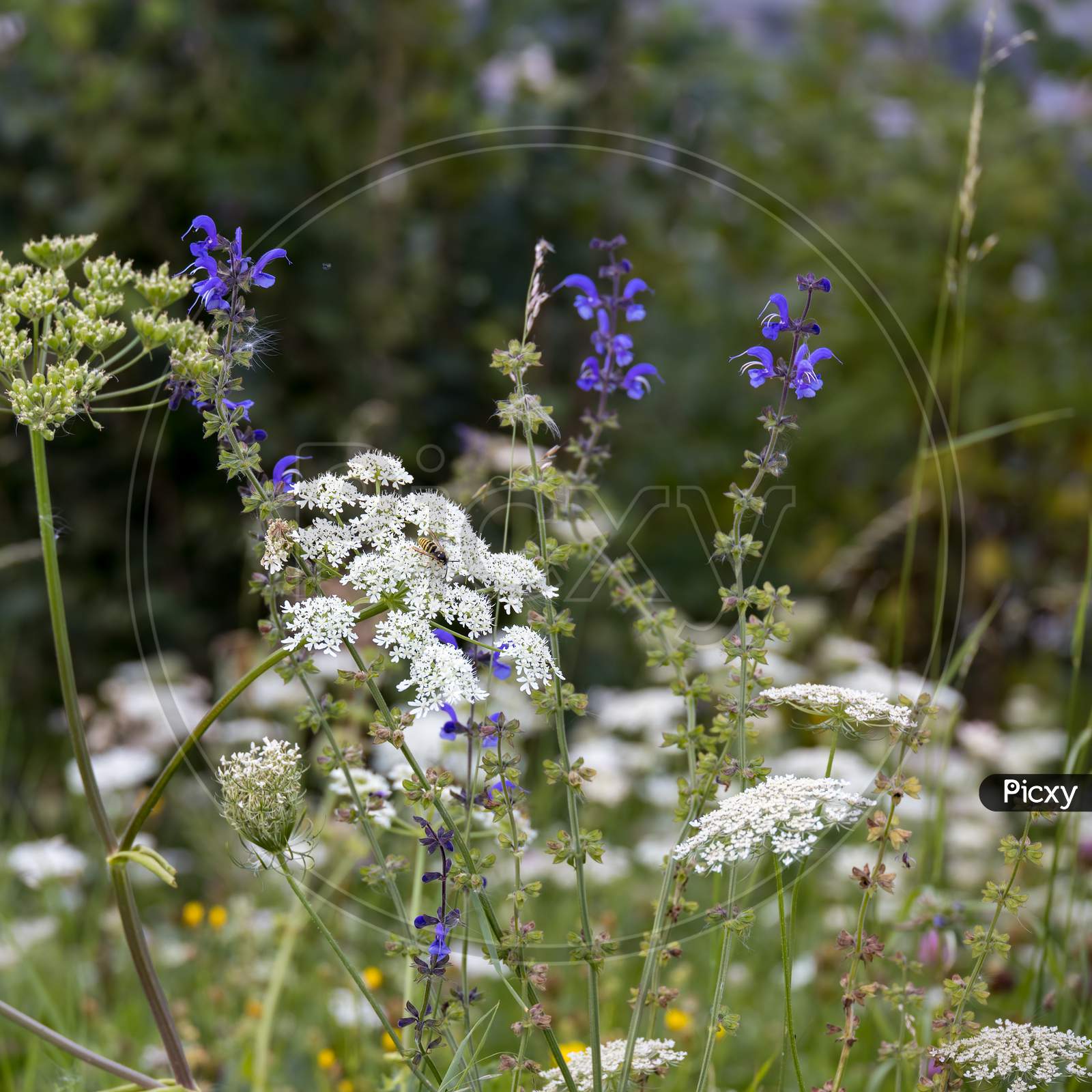 Salvia Pratensis And Cow Parsley Growing Wild In The Dolomites
