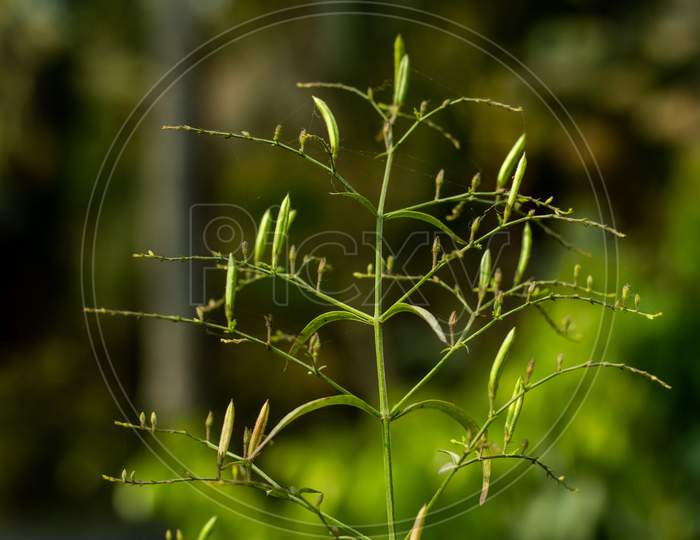 Tulsi Or Holy Basil Flowering Plant Of The Mint Family Of Lamiaceae