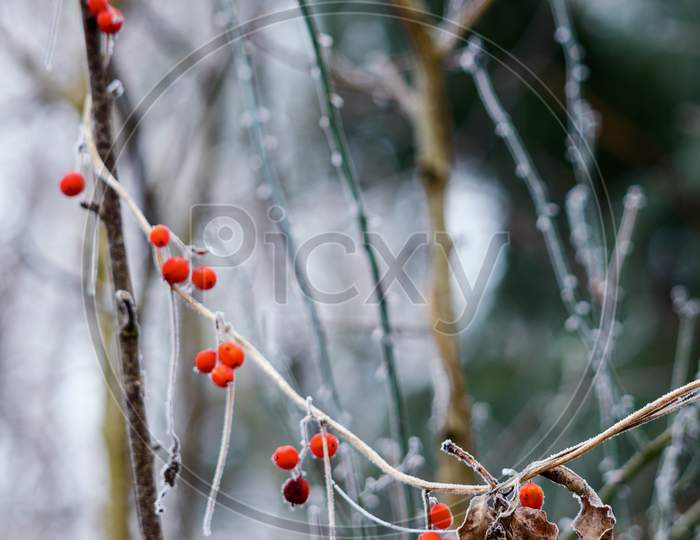 Wild Red Berries Covered With Hoar Frost On A Cold Winters Day