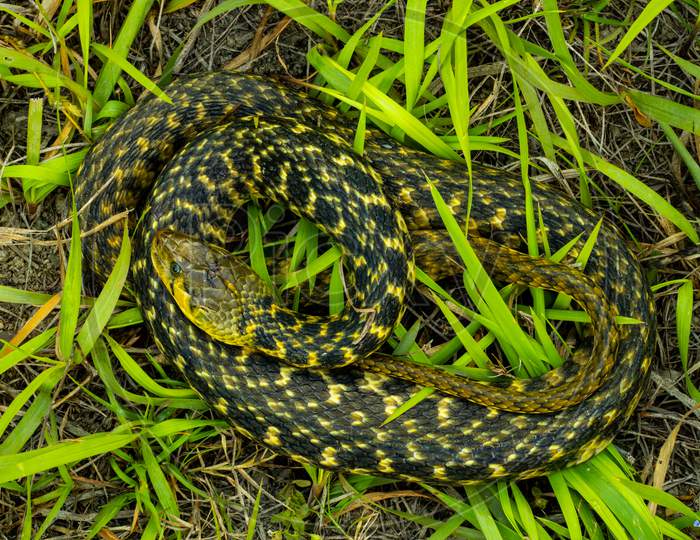 Buff striped keelback snake nonaggressive snake that feeds on frogs fish etc