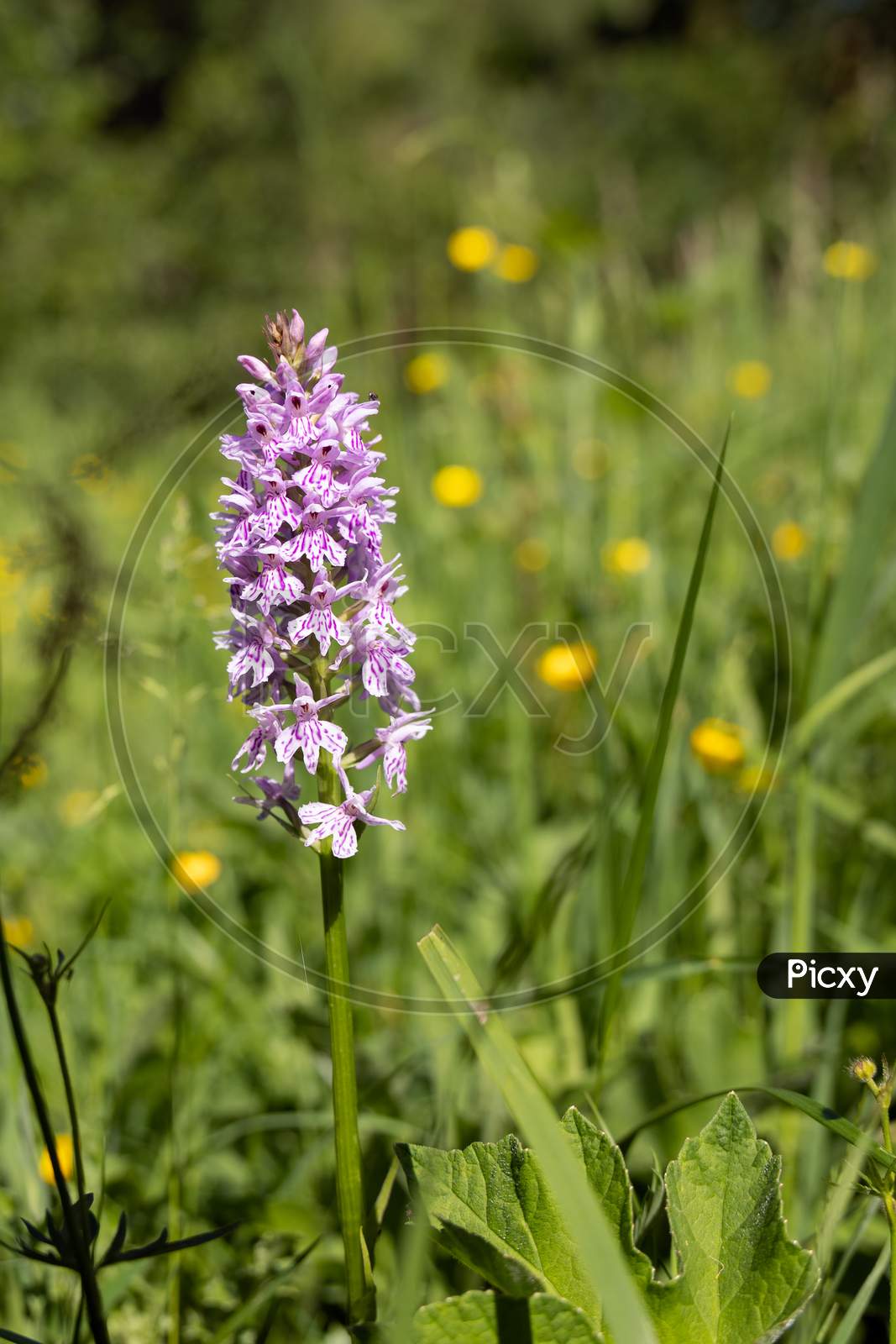 A Common Spotted Orchid, (Dactylorhiza Fuchsii) Flower Spike Near Ardingly
