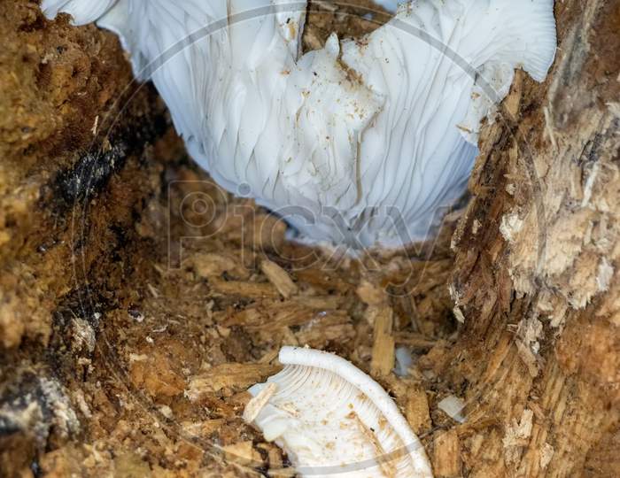 White Mushroom Growing On A Rotting Tree Stump