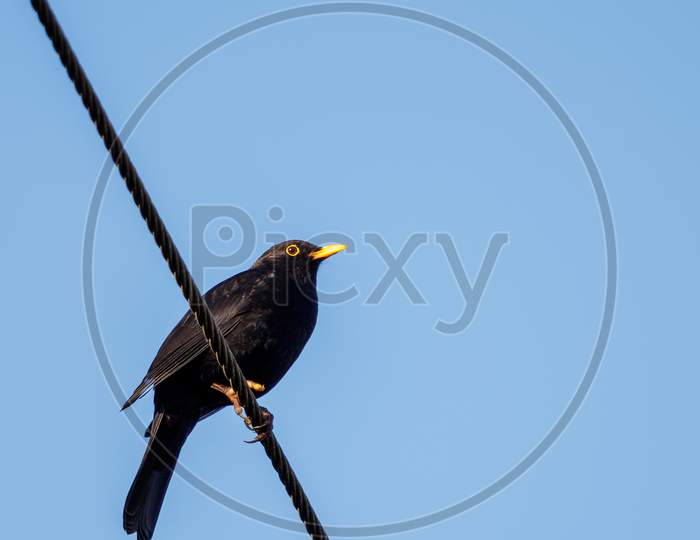 Male Blackbird (Turdus Merula) Perching On A Telephone Wire