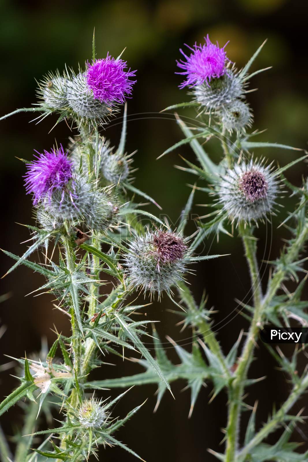 Thistle Flowering On A Summer'S Day In Sussex