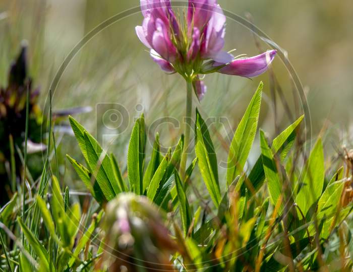 Alpine Clover (Trifolium Alpinum) Growing Wild In The Dolomites