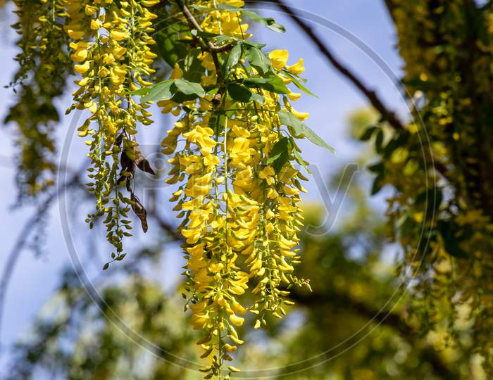 Laburnum Tree With Vivid Yellow Flowers Against A Blue Sky