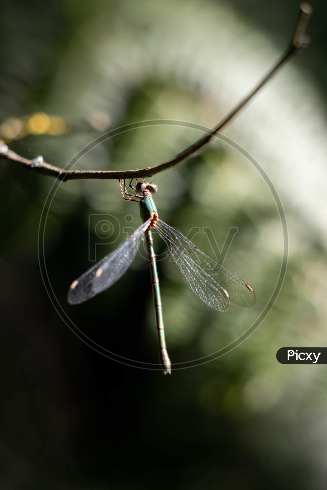 Willow Emerald Damselfly (Chalcolestes Viridis) Hanging From A Branch