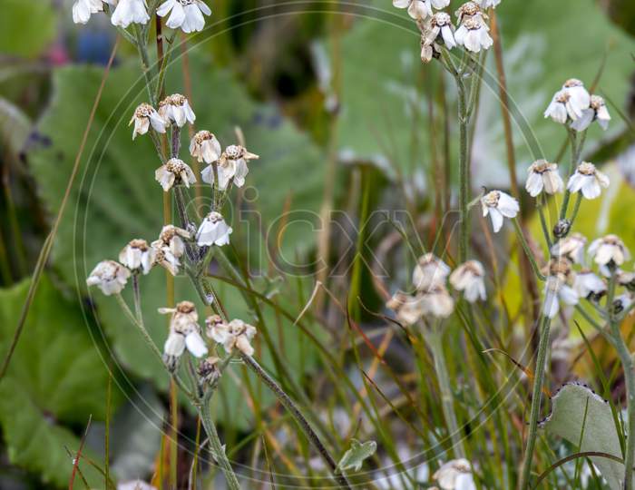 Flowerhead Of A Common Yarrow (Achillea Millefolium L.) Blooming In The Dolomites