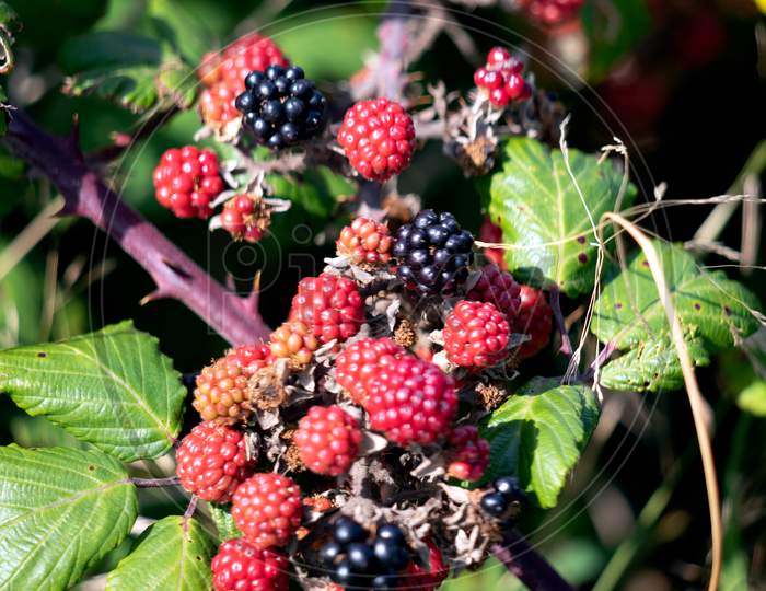Wild Blackberries Ripening In The Autumn Sunshine Near Little Haven