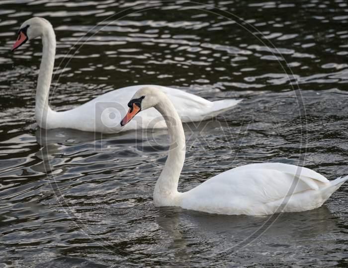 Mute Swans On Tilgate Park Lake In Crawley