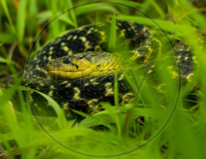 Buff Striped Keelback Yellow And Black Striped Snake Into Grass