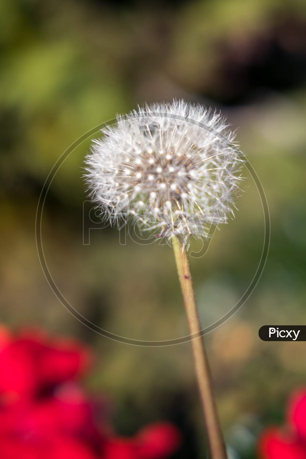 Close-Up Of A Dandelion (Taraxacum) Seed Head In A Garden In Druidston