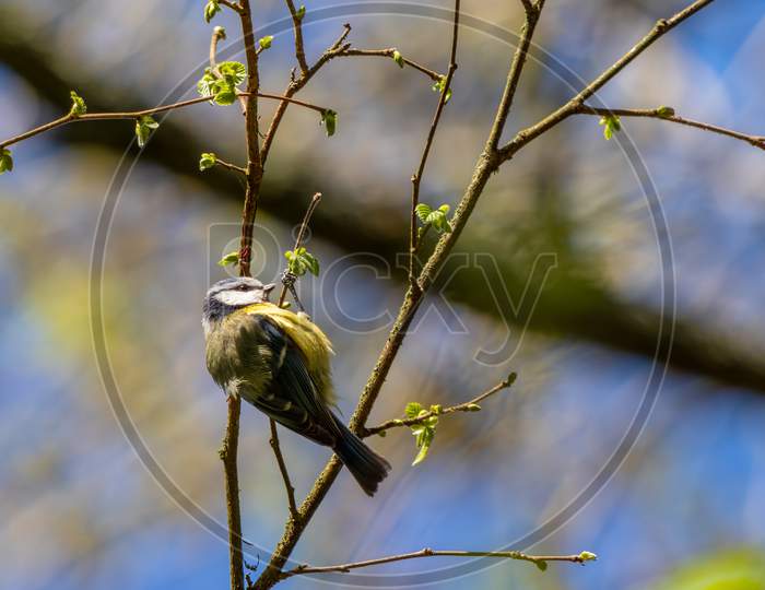 Blue Tit Clinging To A Very Thin Branch Searching For Insects