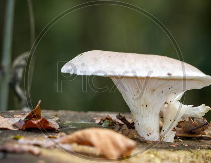 White Mushroom Growing On A Rotting Tree Stump